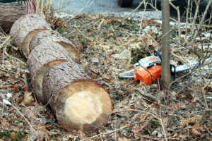 logs cut with chainsaw