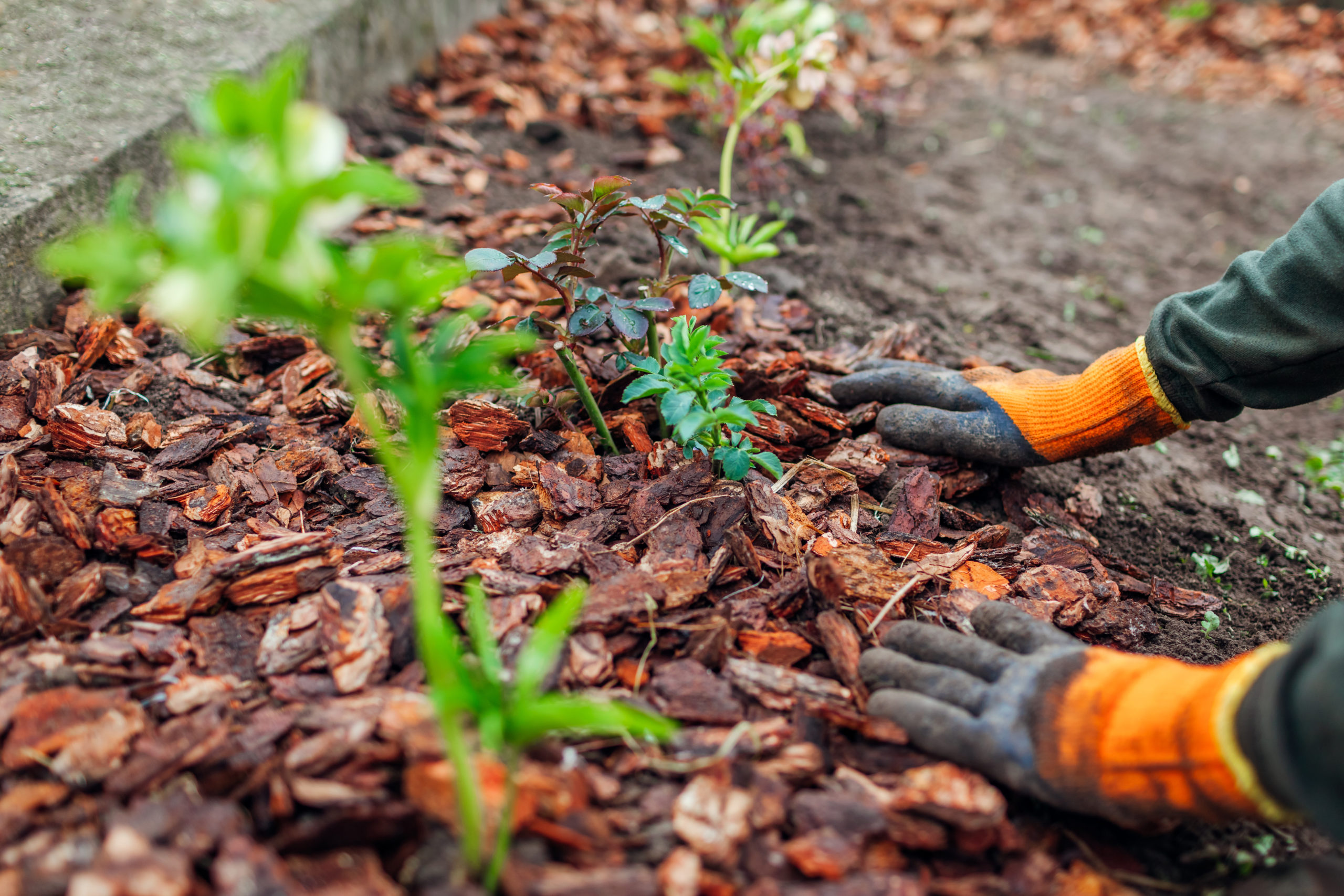 mulching your lawn