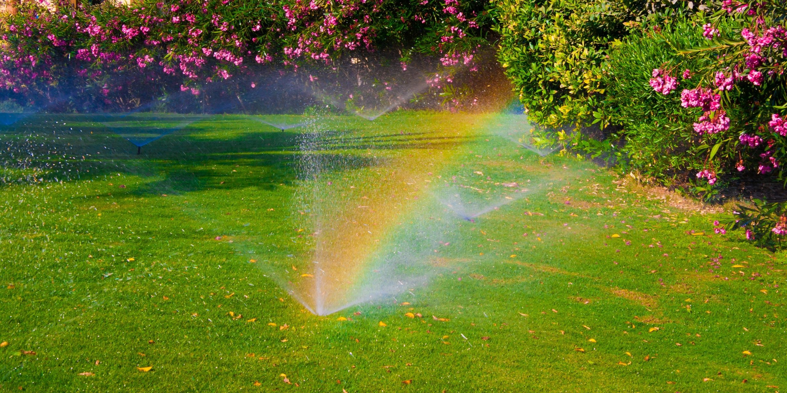 water your lawn